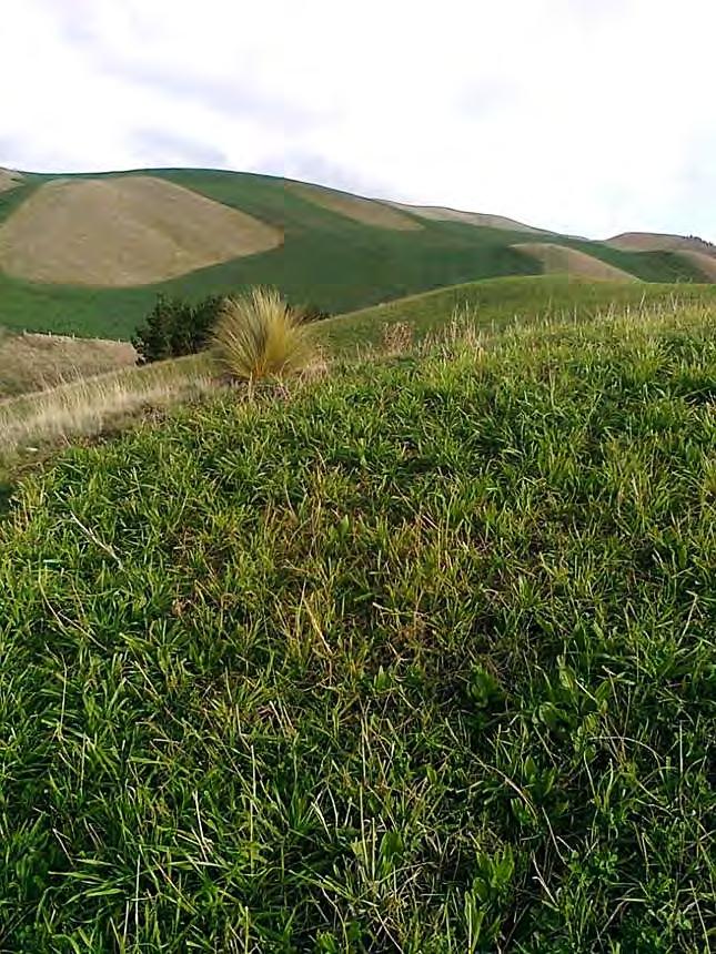 Lucerne + Prairie Grass +
