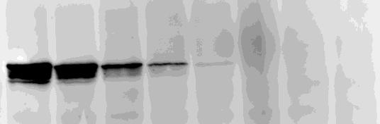 m B R E T u n its m B R E T u n its NanoBRET Enables PPI Analysis at Low Expression Levels