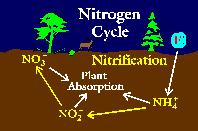 itrification is a Two Step Process 1. First Step: Ammonium Oxidation The microorganisms involved are called the ammonia oxidizers.