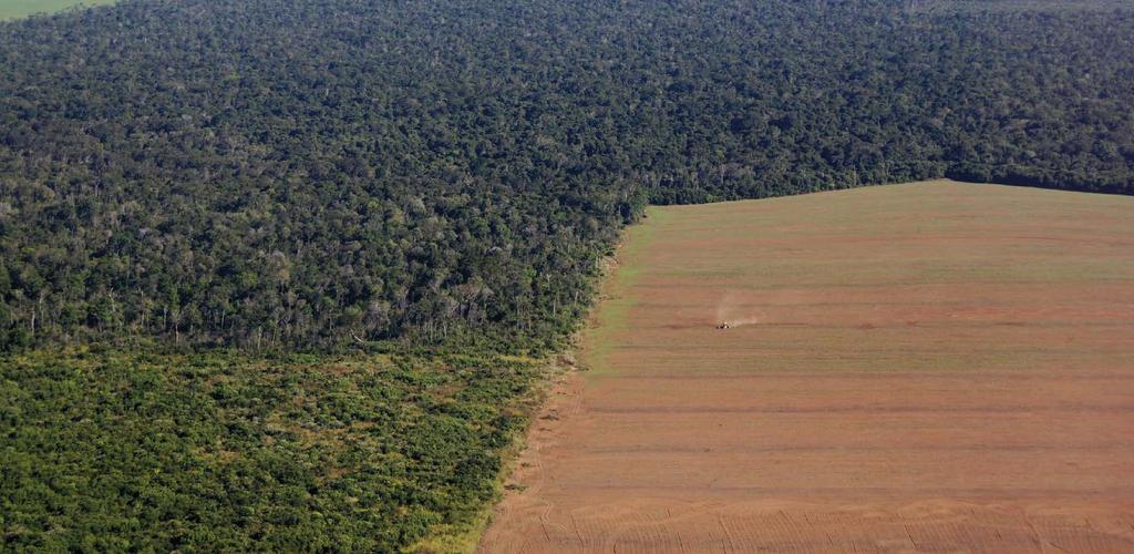 Deforestation: Large-scale