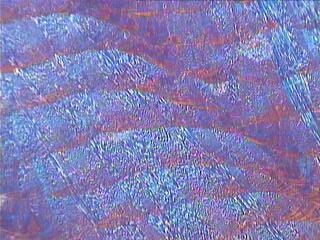 5mm 500µm a) Fern Grain structure in thin wall sample b) Ni rich regions on upper surface of each layer (circled).