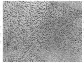 reveals, long needle shaped grains. These grains are due to the rapid solidification, where the formation of dendrite branching is restricted, resulting in a cellular structure (Figure 5a).