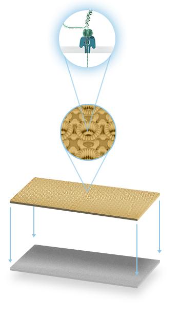 MinION Nanopore Array of Microscaffolds Array