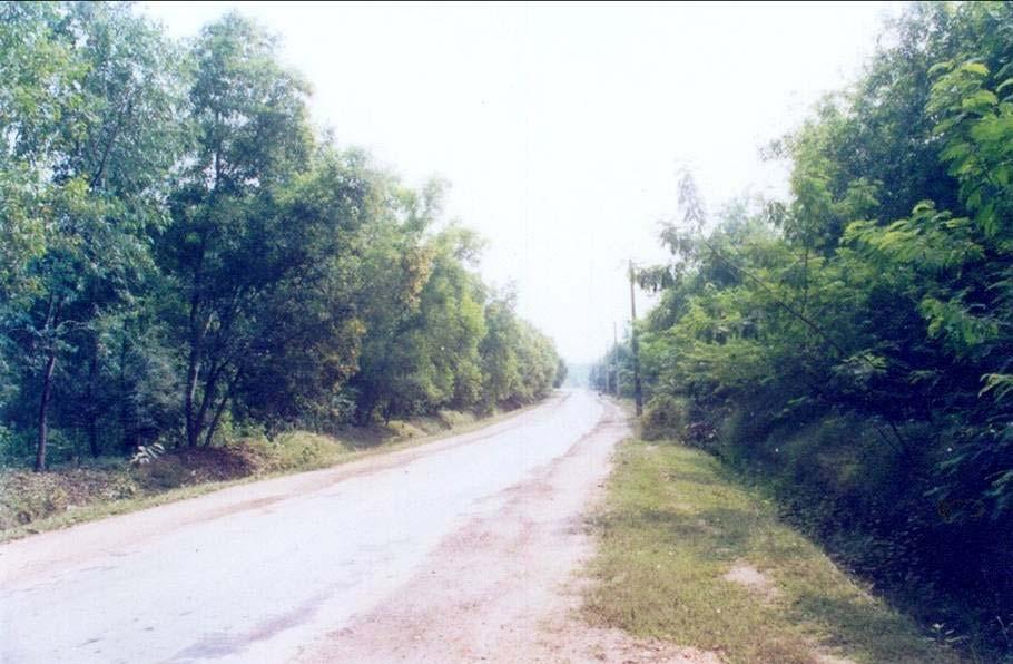 Avenue plantation along a transportation road connecting Talcher town to