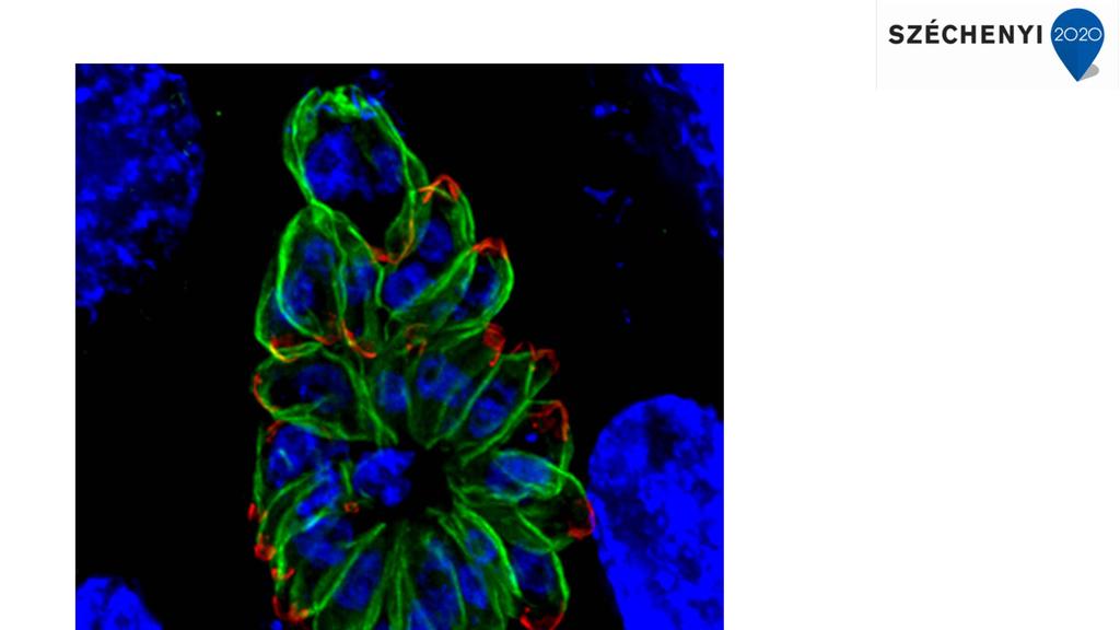 Detection of proteins by Immunofluorescence
