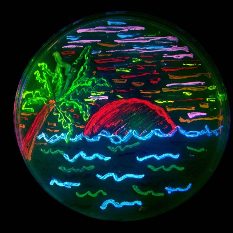 Artwork by Nathan Shaner, photography by Paul Steinbach, created in the lab of Roger Tsien in 2006, Wikipedia A San Diego beach scene drawn with an eight color palette of bacterial