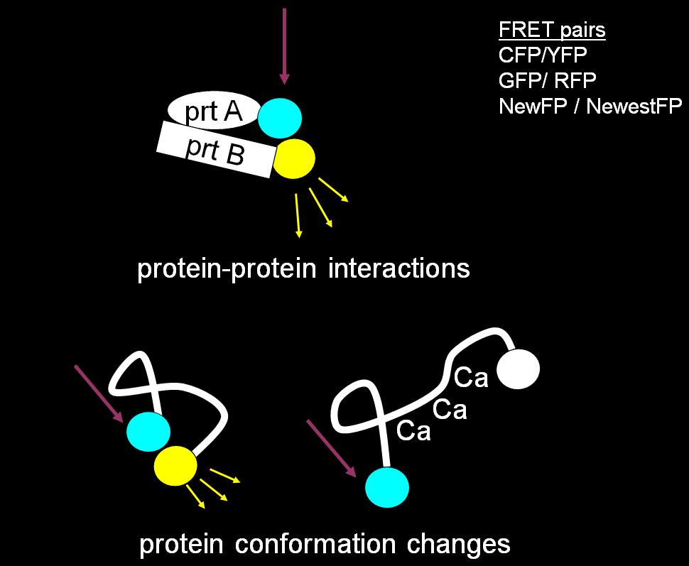 C) Protein-protein