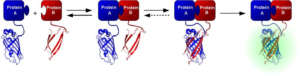 C) Protein-protein Interactions FRET, BiFC BiFC: