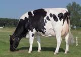 cows, 61% recorded Milk: