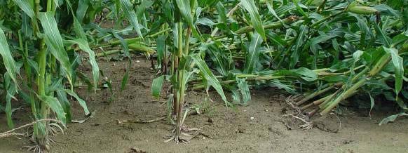 In addition in subsequently cultivated maize effects of the sugar beet