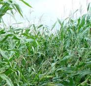 resistant Factor : crop rotation