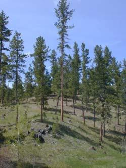 What other information is available about the forest land on the Black Hills National Forest? Accessibility All forested plots visited by field crews were assigned a distance to road category.