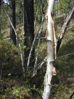 The amount of dead material can contribute significantly to forest fuel loads. About 2 million tons of down dead trees and 1.9 million tons of standing dead trees are on Black Hills forest land.