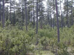 16 Percent of forest land area 14 12 1 8 6 4 2 Nonstocked 1-1 11-2 21-3 31-4 41-5 51-6 61-7 71-8 81-9 91-1 11-11 111-12 121-13 131-14 141-15 151-16 161-17 181-19 21-21 211-22 Stand-age class Juniper
