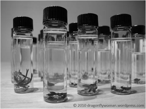 Preservation of Specimens Place specimens in vials containing 70-80%