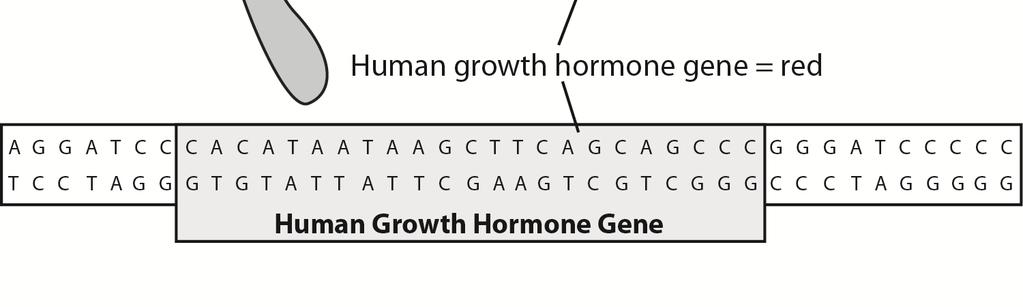 Part of a human chromosome with the gene for human growth hormone a. Cut along the red and yellow strip of paper along the dotted lines.