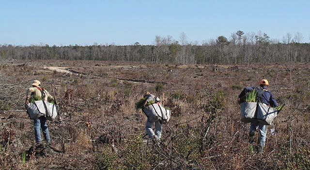 NORFOLK SOUTHERN 2014 SUSTAINABILITY REPORT 48 This is all about trying to re-establish a northern foothold for longleaf pines, said Brian van Eerden, the conservancy s Southern Rivers project