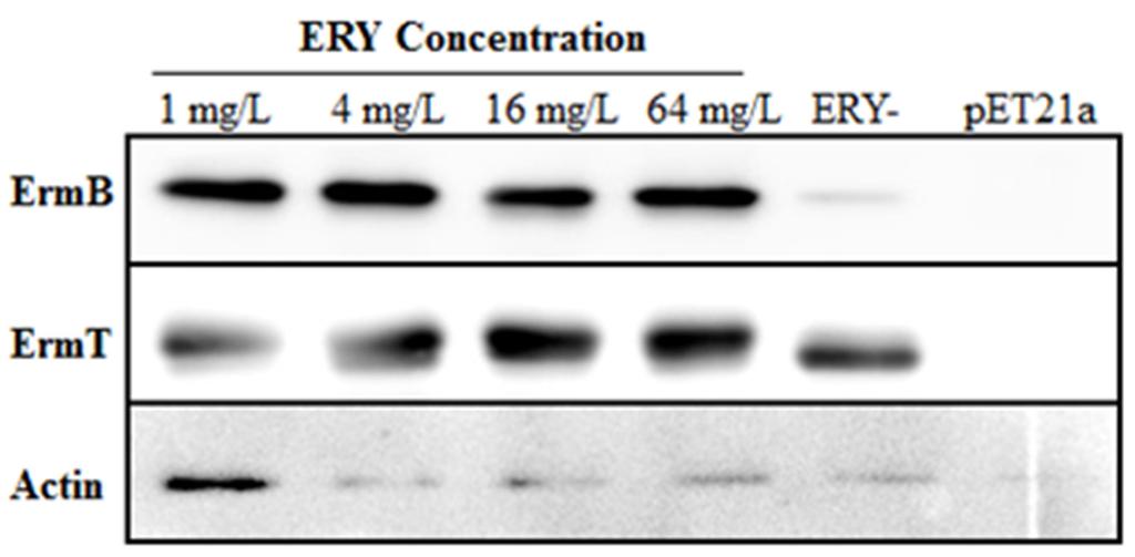 S2 of S6 1.2. Expression of ermb and ermt in pet21a Vector Using BL21DE3 host cells containing either ermb or ermt with leader peptide in pet21a vector, the levels of each protein were analyzed by