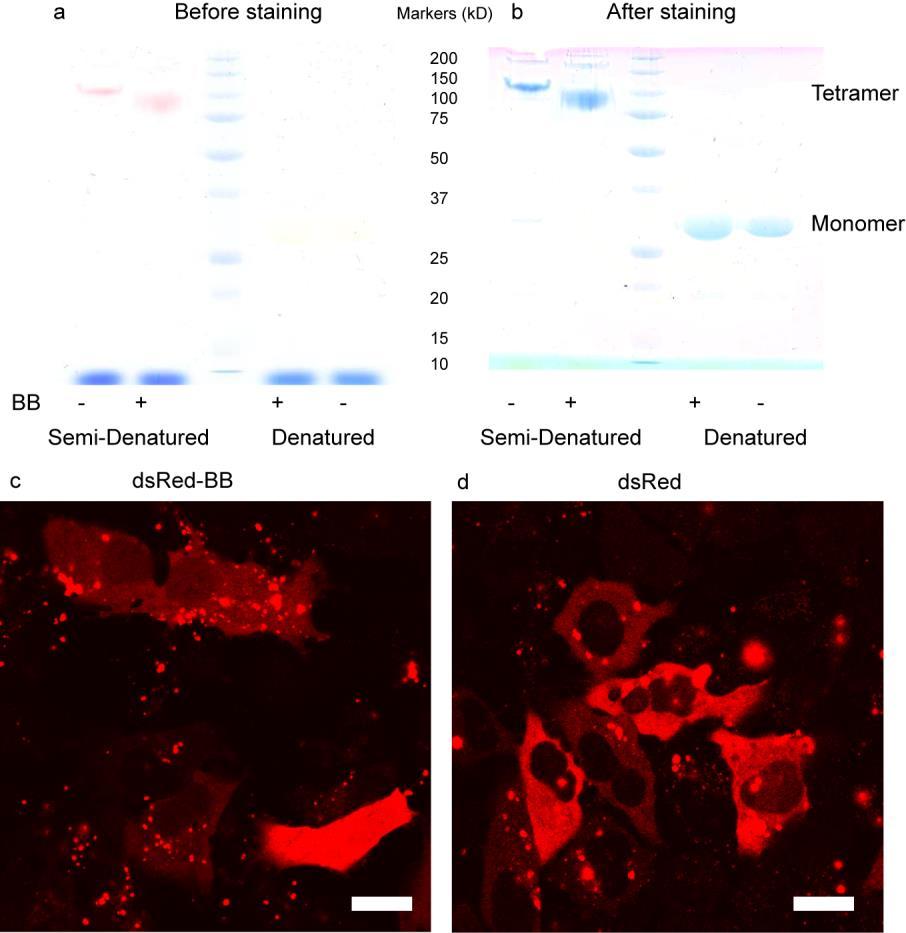 Figure S8. Delivery of dsred with or without BB tag to HeLa cells. (a) SDS-PAGE gel of dsred before Brilliant Blue staining. (b) SDS-PAGE gel after Brilliant Blue staining.