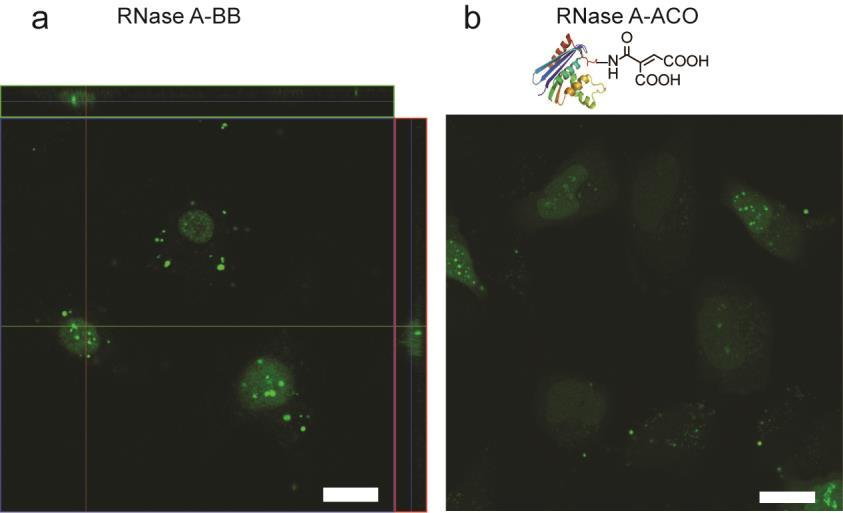 Figure S4. Delivery complex of RNase A-BB labeled with FITC and NPSCs. (a) Mass spectrometry of RNase A-BB labeled with FITC. Average number of BB per protein is seven.