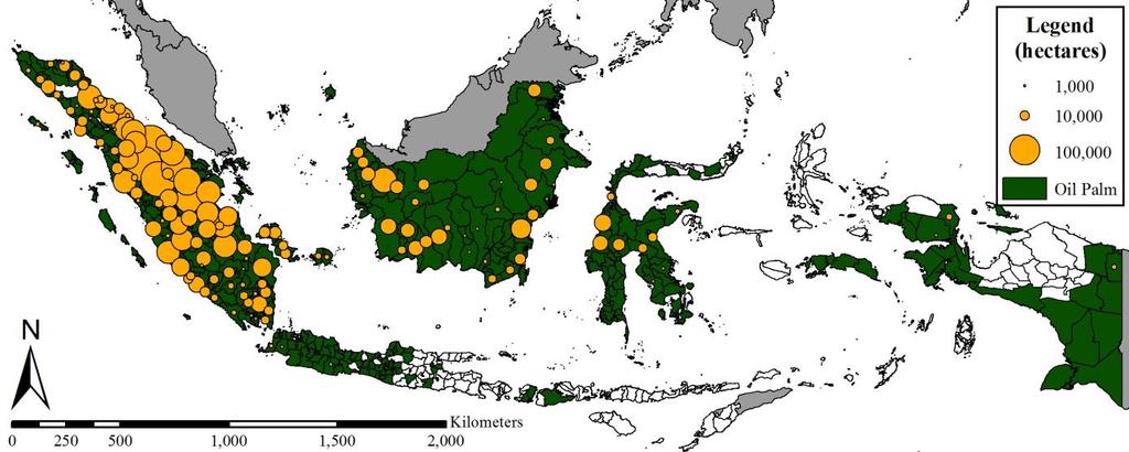ushered in a laissez faire period in which oil palms were more largely introduced into villages and a process of differentiation deepened (McCarthy 2010: 824).