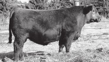 Exciting Sires: OVER AT EASE 510A RAAA:1646467 New Red Angus sire that we purchased from the Overmiller family.