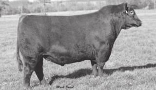 He flat excels in great phenotype, carcass, and growth. We have several PB bulls out of him and a few black Balancers.