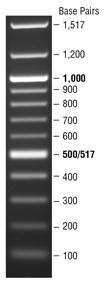 C. Size determination and interpretation 1. Turn on the blue-light transilluminator 2. Verify the presence of PCR product 3.