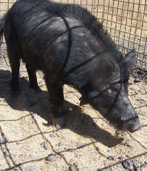 8 We have to control feral animals such as pigs, cats, foxes and rabbits.
