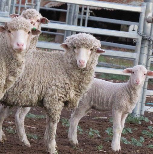 Here are some interesting facts. Sheep numbers in Australia = 74.