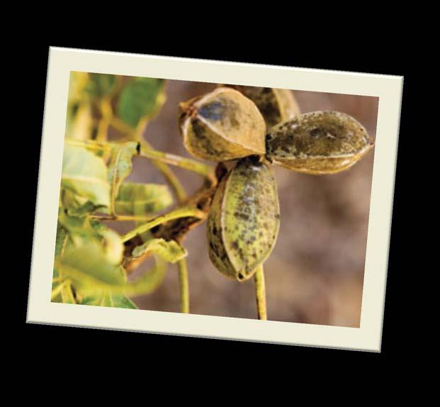 Growing Pecans is Interdisciplinary The plant pathology aspect of IPM also works to improve and maintain tree health through disease prevention.