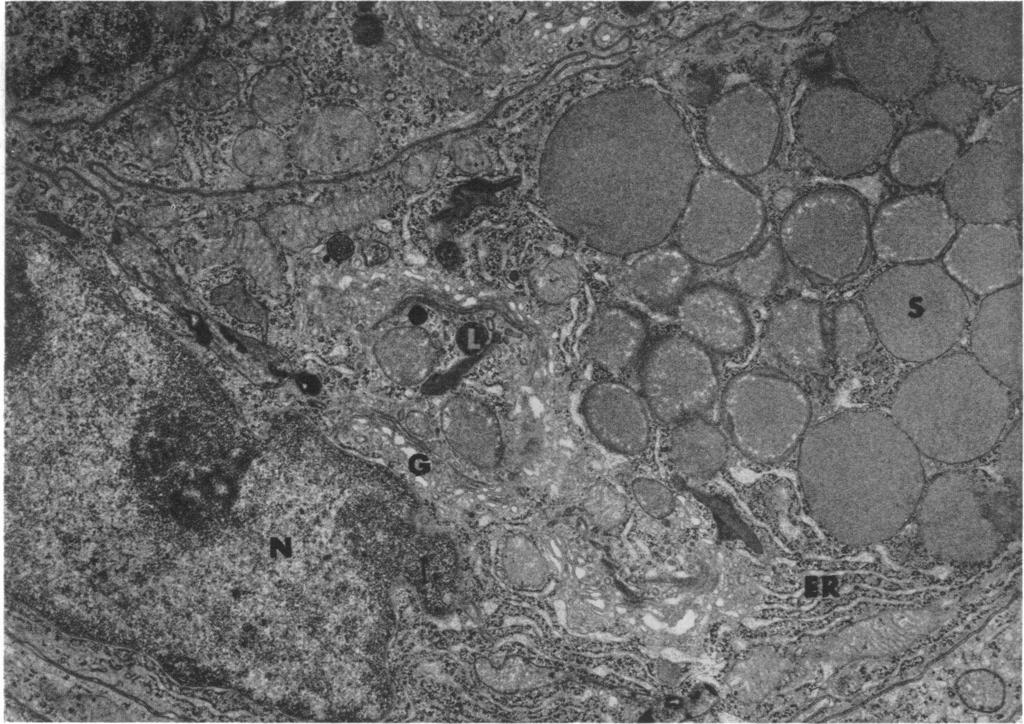 FIGURE 8 Paneth cell cytoplasm from 2 biopsy maintained in vitro for 24 hr. Again, cell structure is well preserved and indistinguishable from that seen in biopsies fixed after excision.