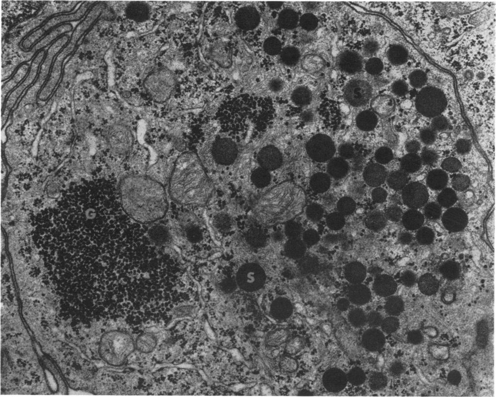 FIGURE 9 Electron micrograph of cytoplasm of an enterochromaffin cell from a biopsy maintained in vitro for 24 hr.