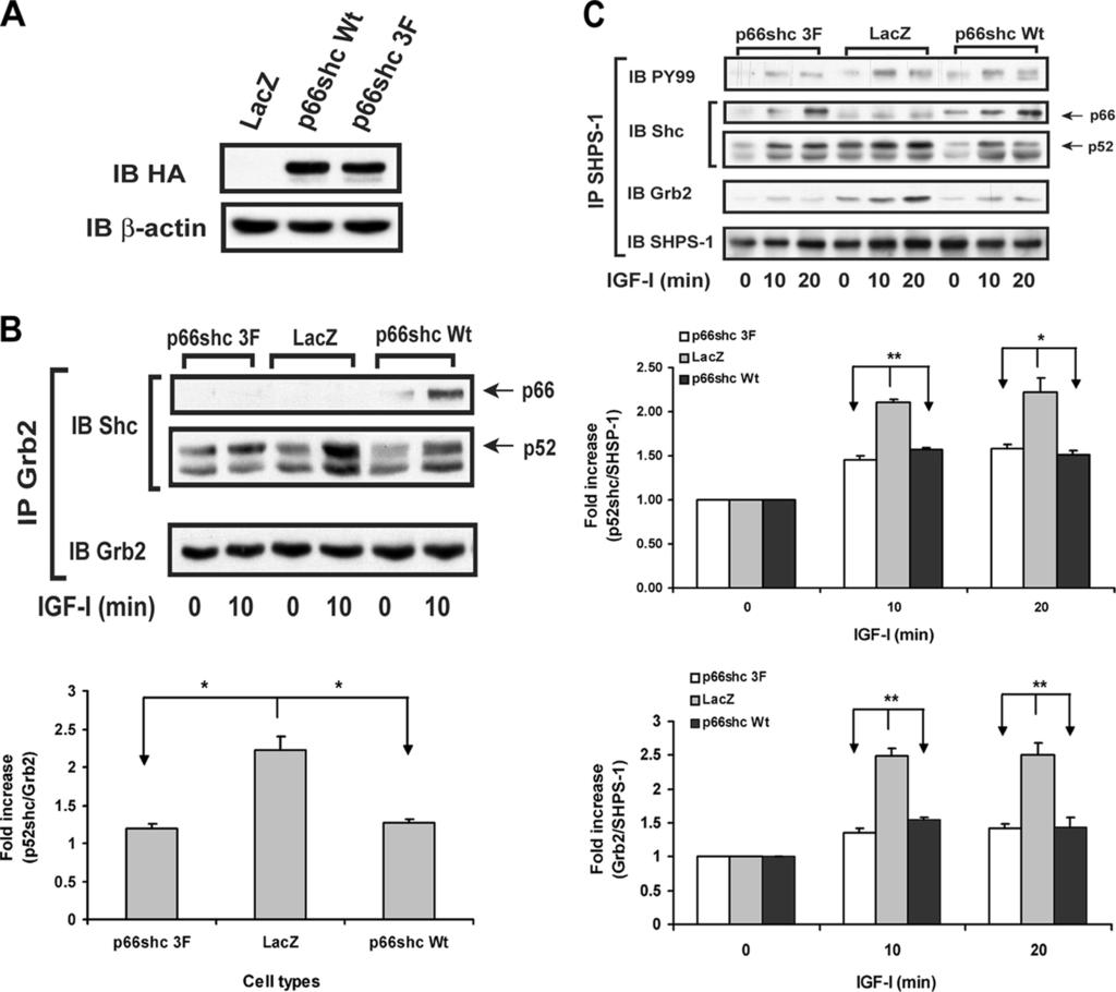 FIGURE 1. Inhibitory effect of p66 shc on IGF-I signaling via disrupting SHPS-1 p52 shc Grb2 complex formation does not require its Grb2 binding ability.
