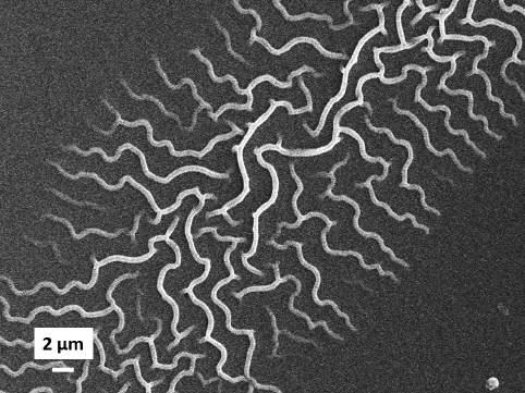 wg235 AZO Thin Films 28 (b) (c) Figure 22: Dendrites observed with different magnifications using the SEM. 7.