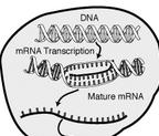 1. mrna (Messenger RNA) Structure-single, uncoiled strand of RNA nucleotides.