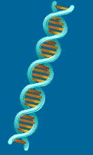 Big Question: How do cells use the genetic information stored