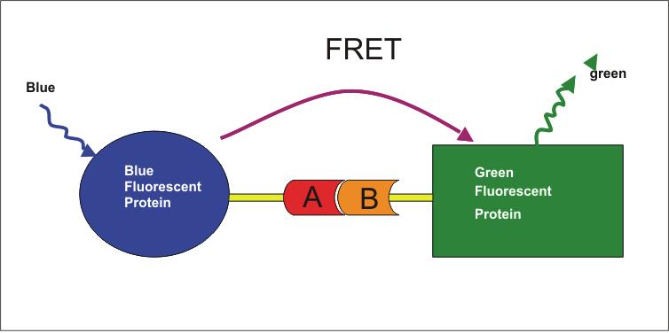 Measurement The detection and quantitation of FRET can certainly be accomplished in a number of different ways.