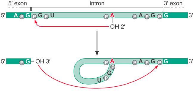 The intron is removed in a Form Called a Lariat as the Flanking Exons are joined Two successive transesterification Step 1: The OH of the conserved A at the branch site attacks the phosphoryl group