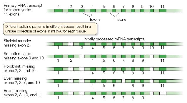 RNA splicing: From DNA to RNA -RNA Processing- Alternative splicing : provide alternative transcripts from the same gene which produce