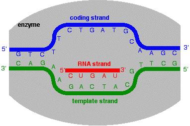From DNA to RNA Transcription key players: DNA template RNA polymerase mrna