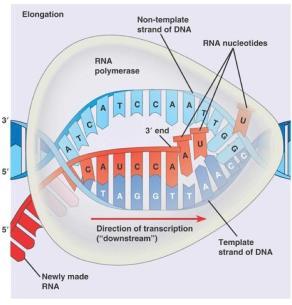 From DNA to RNA RNA polymerase The enzyme that perform the transcription. It catalyzes the formation of the phosphodiester bonds that link the nucleotides together to form the linear RNA chain.