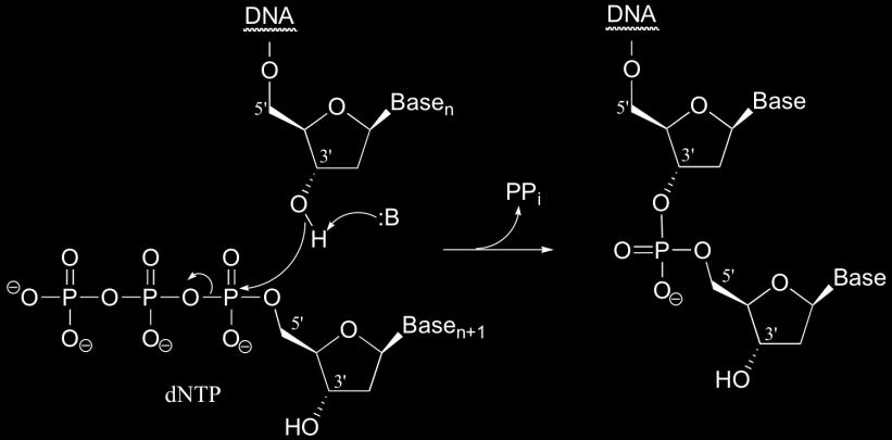 The Chain elongation Reaction RNA polymerase catalyses a nucleophilic attack by the 3`-OH
