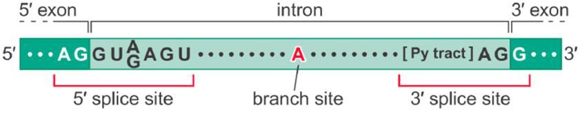 Sequences within the RNA Determine Where Splicing Occurs The borders between introns and exons are marked by specific nucleotide sequences within the pre-mrnas.