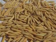 12 FRAGRANCE END USES Light aroma Strong aroma Puffed rice Rice flakes Popped rice Medicinal uses 14 42 24 9 10 4 Most farmers reported that IPVs are generally nutritional and flavorful (sweeter and