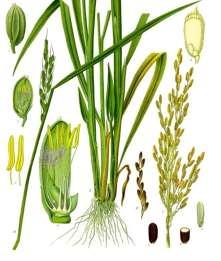 1- Introduction 1.1- Background Rice is the seed of the monocot plant Oryza sativa (Asian Rice) family Gramineae.