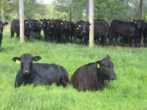 Reproductive Management of Commercial Beef Cows Ted G.