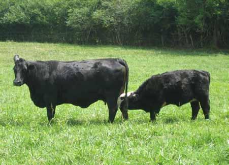 about 30 to 60 days before the most abundant grass production will usually wean more calves annually than cows that calve during other seasons.