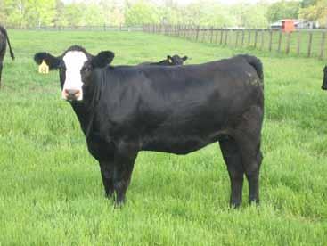 Failure to come in heat is the most common reason that firstcalf heifers and thin cows fail to become pregnant.
