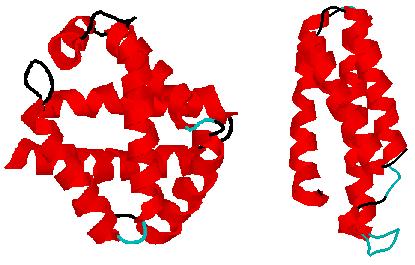 Protein structure Some proteins are made up of mostly alpha helicies. Both marine bloodworm hemoglobin (left) and E.